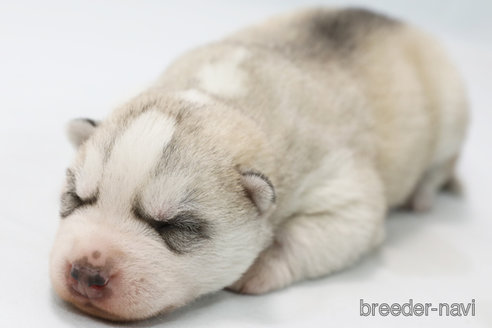 成約済の神奈川県のシベリアンハスキー-357569の1枚目